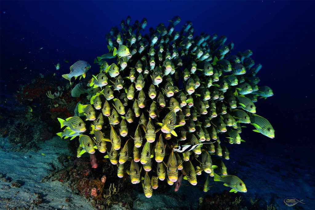 Enorme banco di pesci Sweetlips fasciati giallo e nero in fitta aggregazione nell'acqua blu profonda."