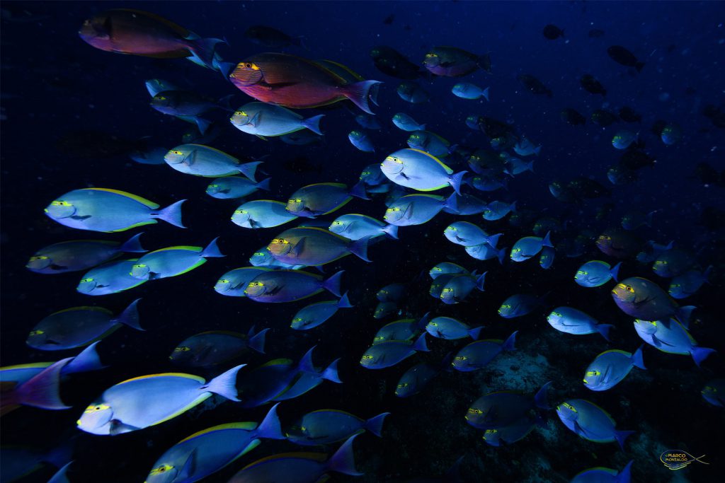 Raja Ampat-Branco di pesci Chirurgo Olivacei (Acanthurus Olivaceus).
