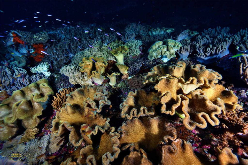 Coralli molli marroni a balze in primo piano su una barriera corallina colorata con piccoli pesci che nuotano sullo sfondo - Raja Ampat.