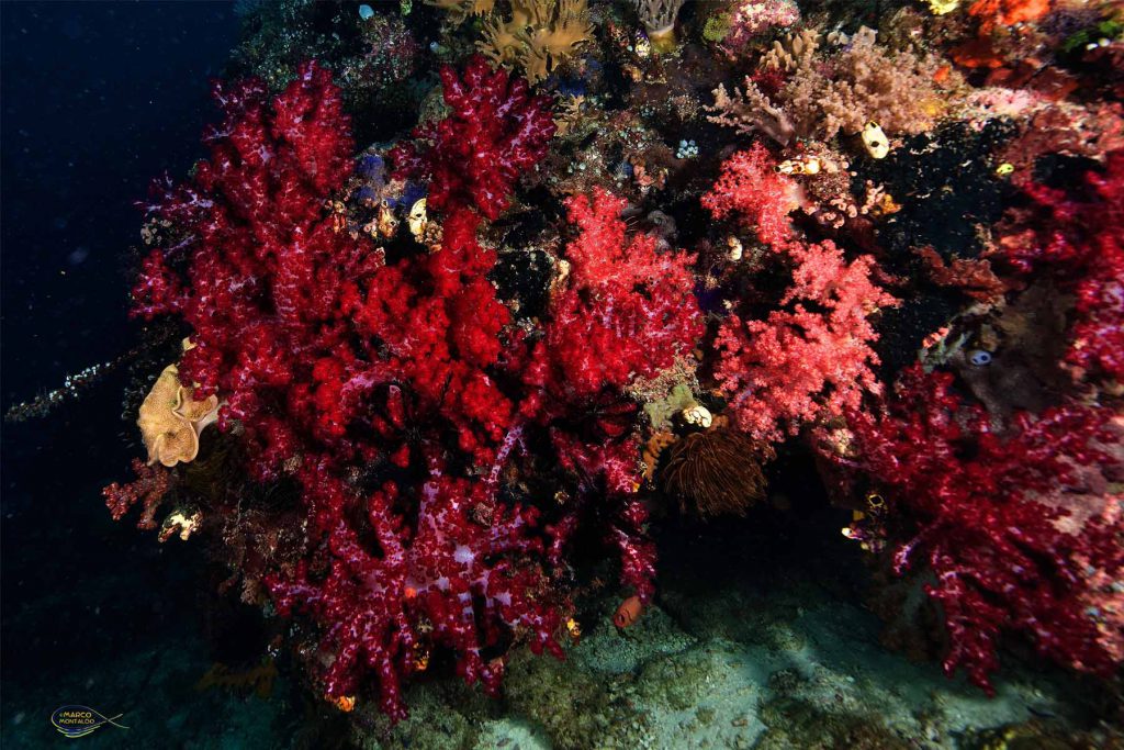 Massiccio corallo molle rosso brillante (Dendronephthya) in primo piano, che illumina una sezione della barriera corallina.