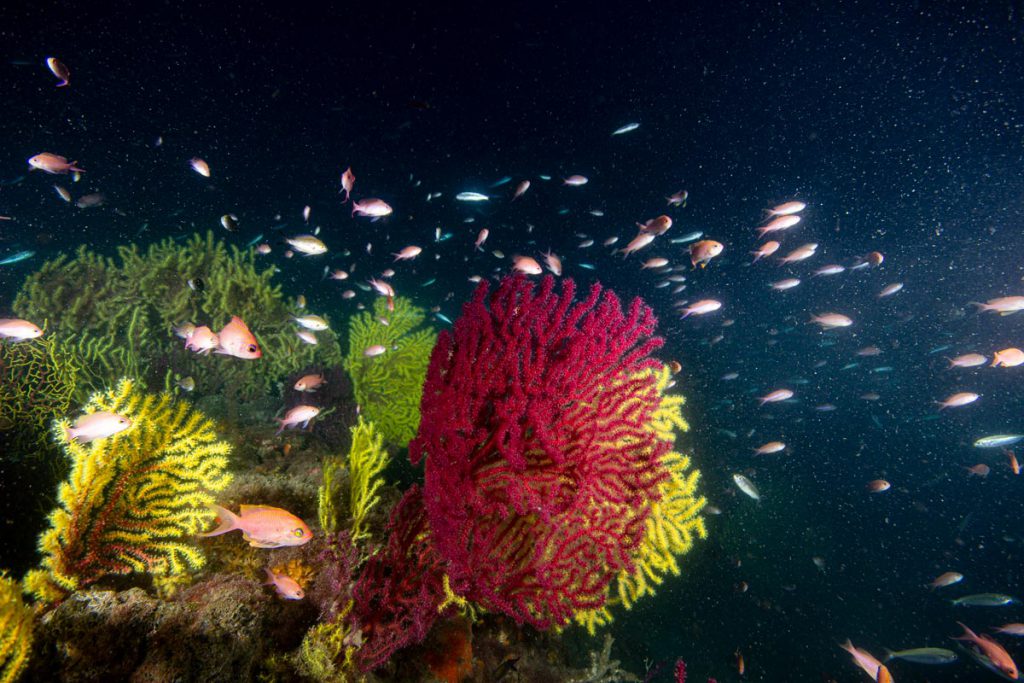 dettaglio gorgonie bicolori paramuricea arenzano