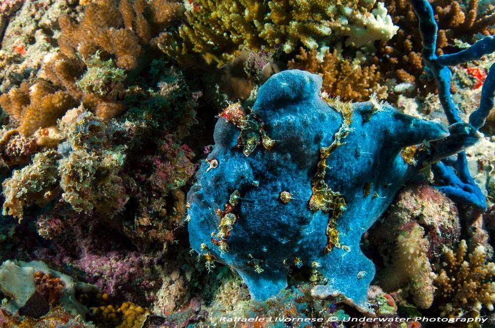 Frogfish mimetico (Antennarius sp.) sul reef delle Maldive, foto scattata in crociera safari Albatros Top Boat
