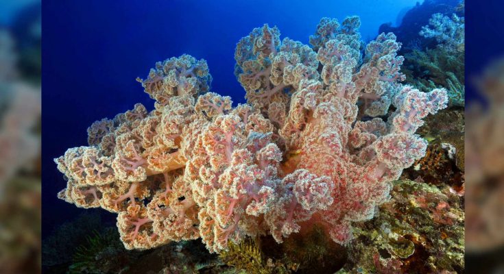 gorgonie alcionari fondali protagonisti