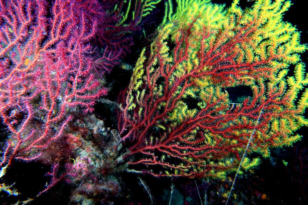 Gorgonie bianche e rosse, tra cui Eunicella singularis, nella Secca dei Due Balconi in Mar Ligure