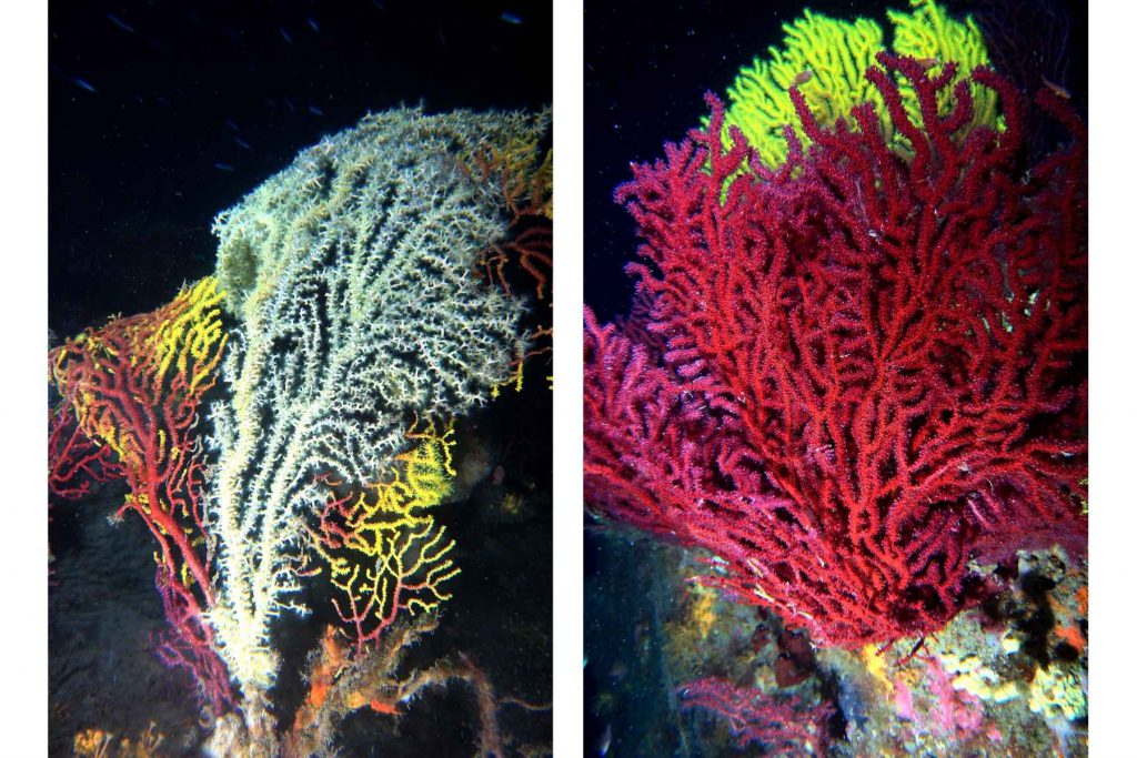 Gorgonie rosse e gialle (Paramuricea clavata) sulla Secca dei Due Balconi ad Arenzano, Mar Ligure