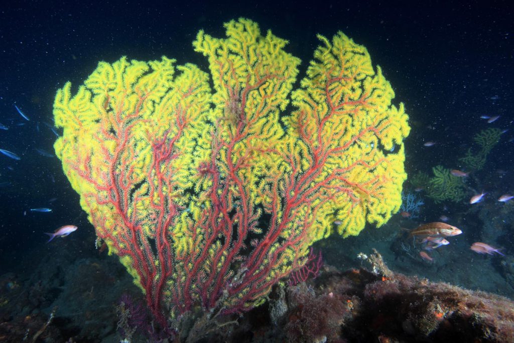 gorgonie paramuricea clavata fauna ligure
