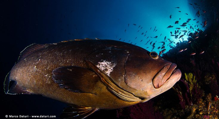les illes medas immersioni