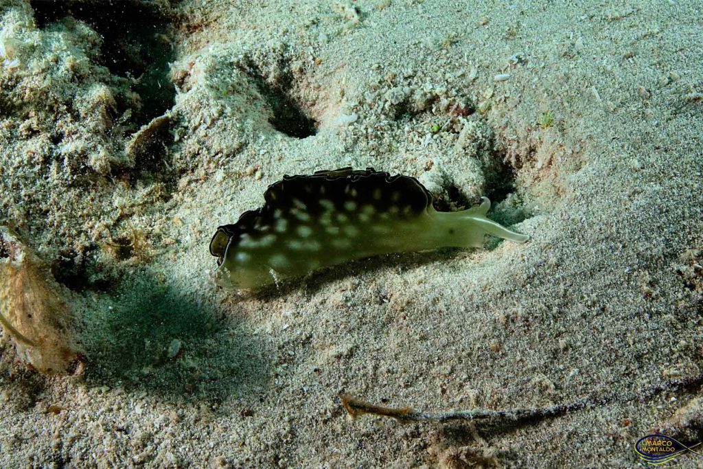 Elysia Ornata, un mollusco opistobranchio del gruppo delle Sacoglosse - Raja Ampat.