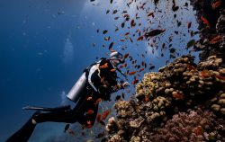 ocenara mar rosso crociera sub