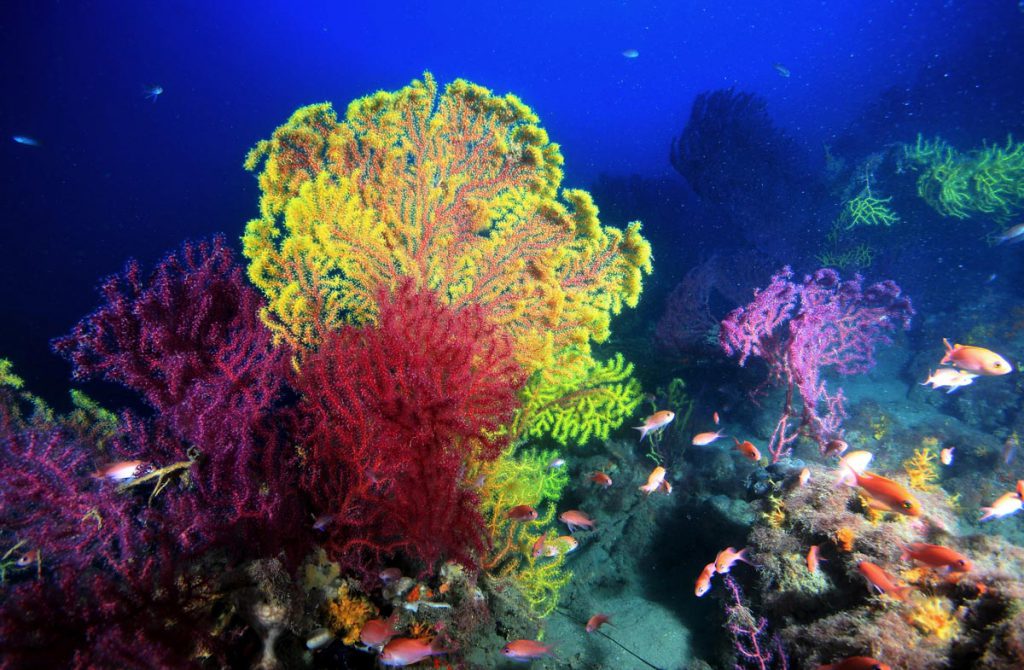 paramuricea clavata gorgonie rosse gialle arenzano