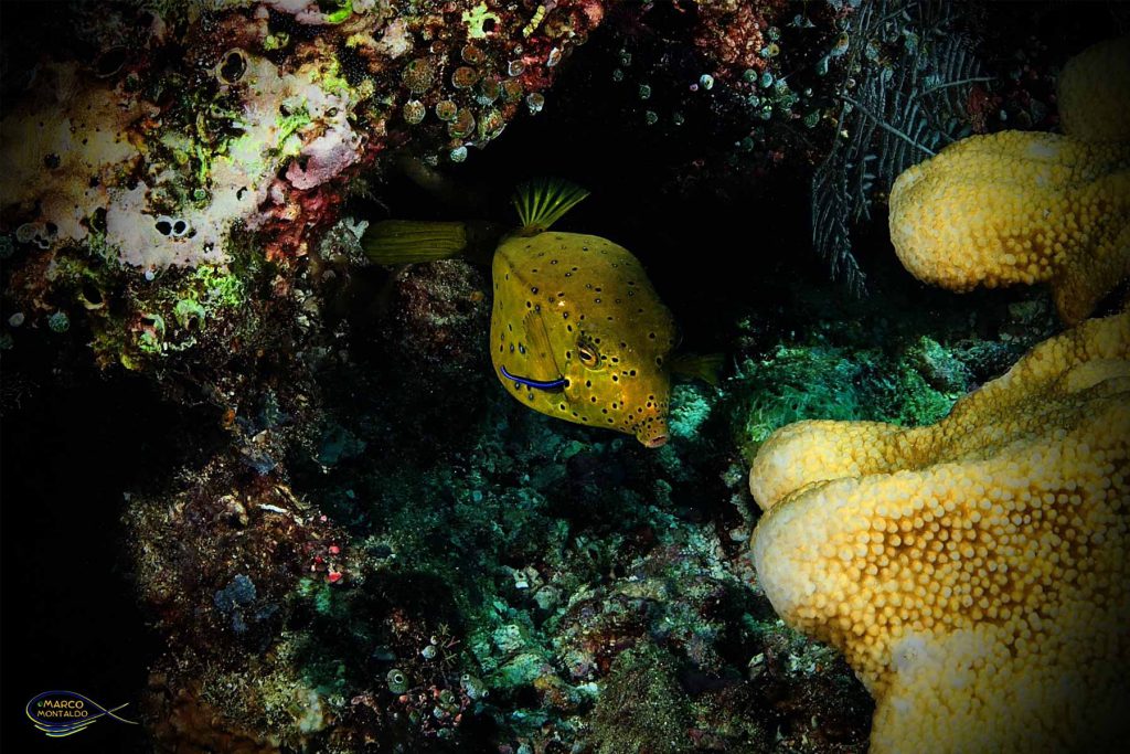 Labride Pulitore (Labroides Dimidiatus) - Raja Ampat.