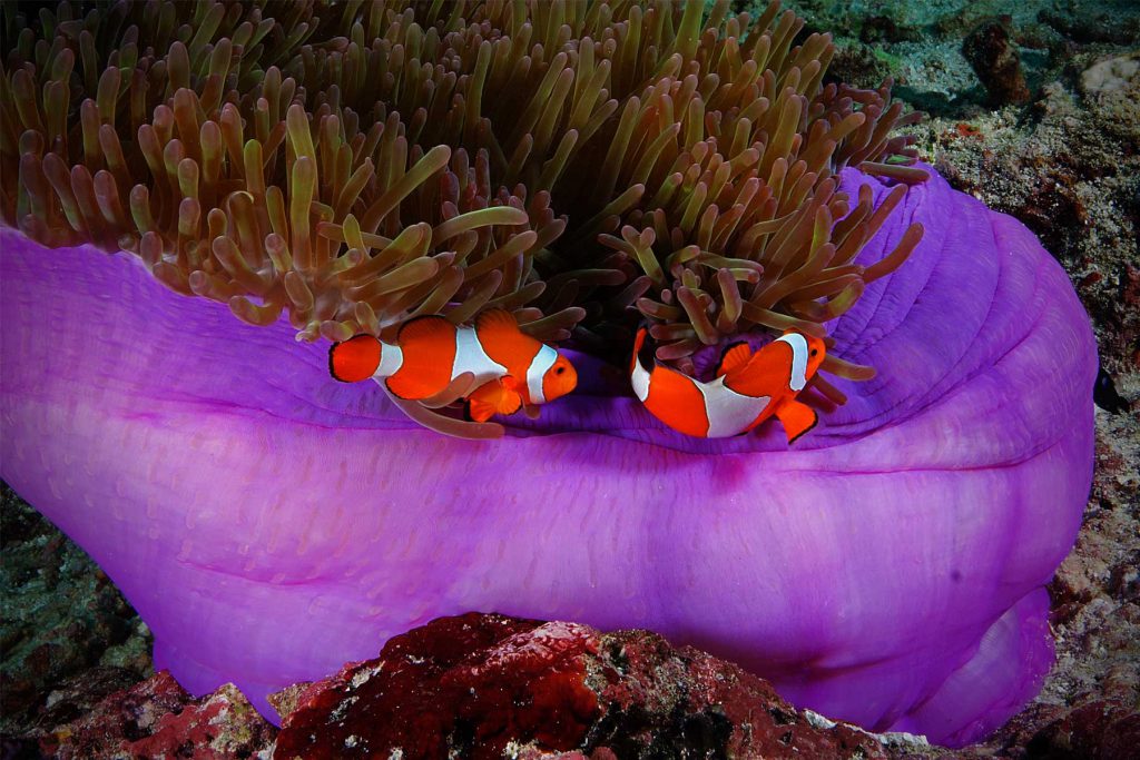 Falsi pesci pagliaccio degli anemoni (Amphiprion Ocellaris).