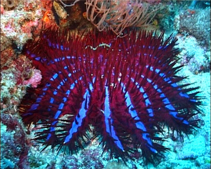 Stella corona di spine (Acanthaster planci) tra i coralli delle Maldive durante una crociera safari