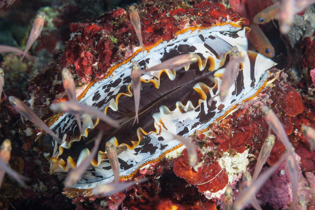 tridacna gigante (Tridacna gigas) con pesci cardinali nei reef delle Maldive