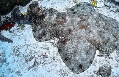 sSqualo tappeto Wobbegong