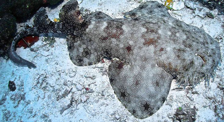 sSqualo tappeto Wobbegong