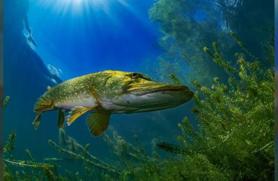 See in the Sea International Underwater Photocontest