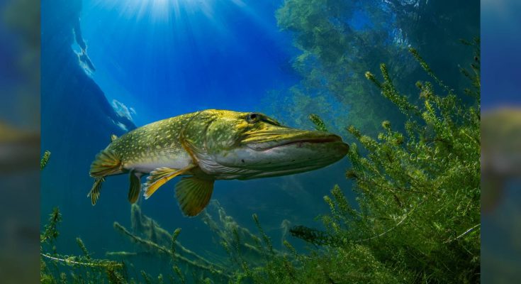 See in the Sea International Underwater Photocontest