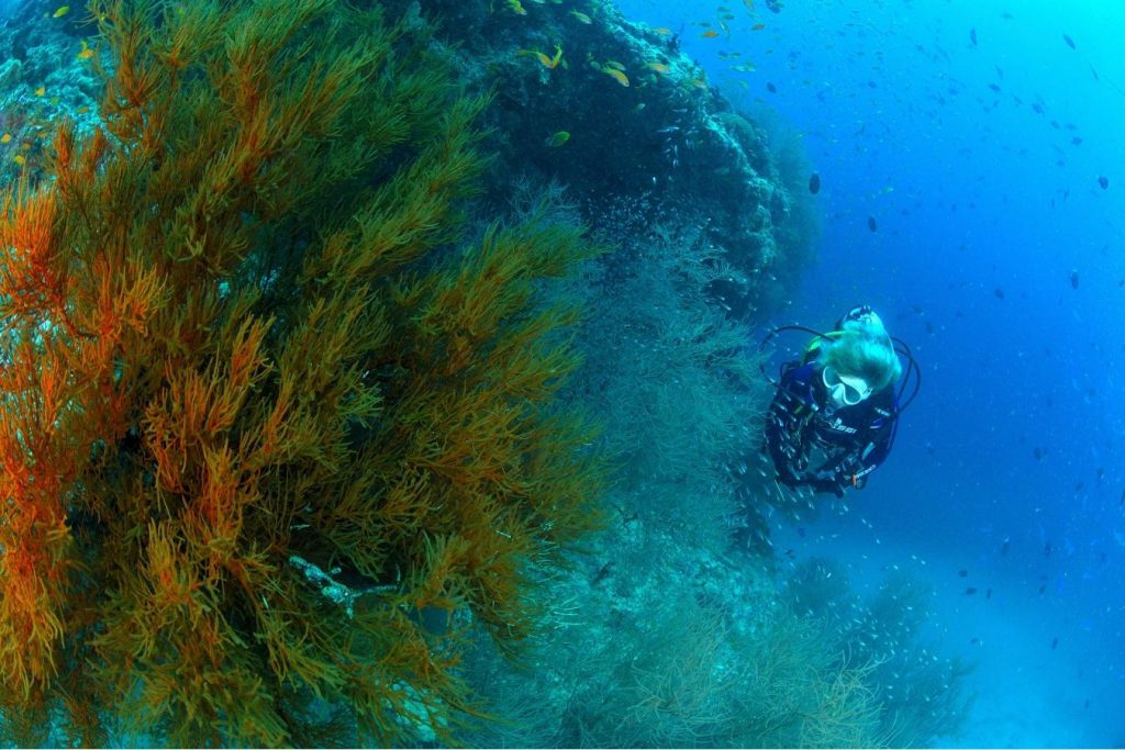 Subacqueo in immersione accanto a coralli ramificati e pesci sul reef delle Maldive