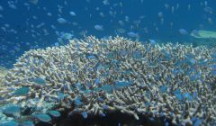 coralli maldive subacquea