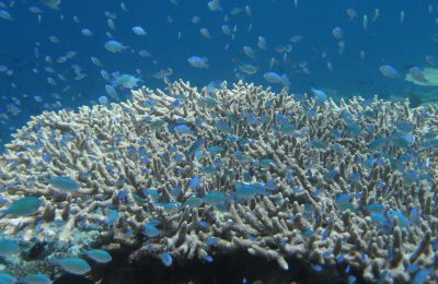 coralli maldive subacquea