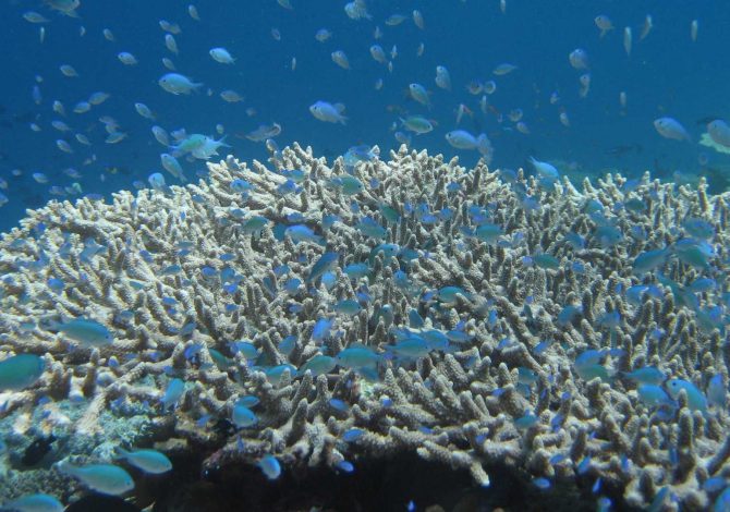 coralli maldive subacquea