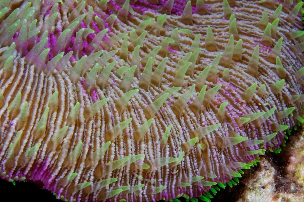 Dettaglio dei polipi di un corallo duro delle Maldive, con tessuto rosa e punte verdi in estensione