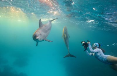 delfini nel Mar Rosso ripresi da una fotografa in snorkeling