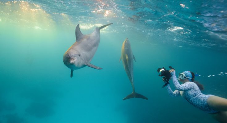 delfini nel Mar Rosso ripresi da una fotografa in snorkeling