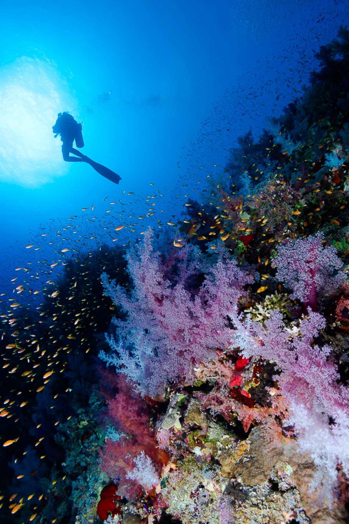 Subacqueo e reef all'Isola d'Elba