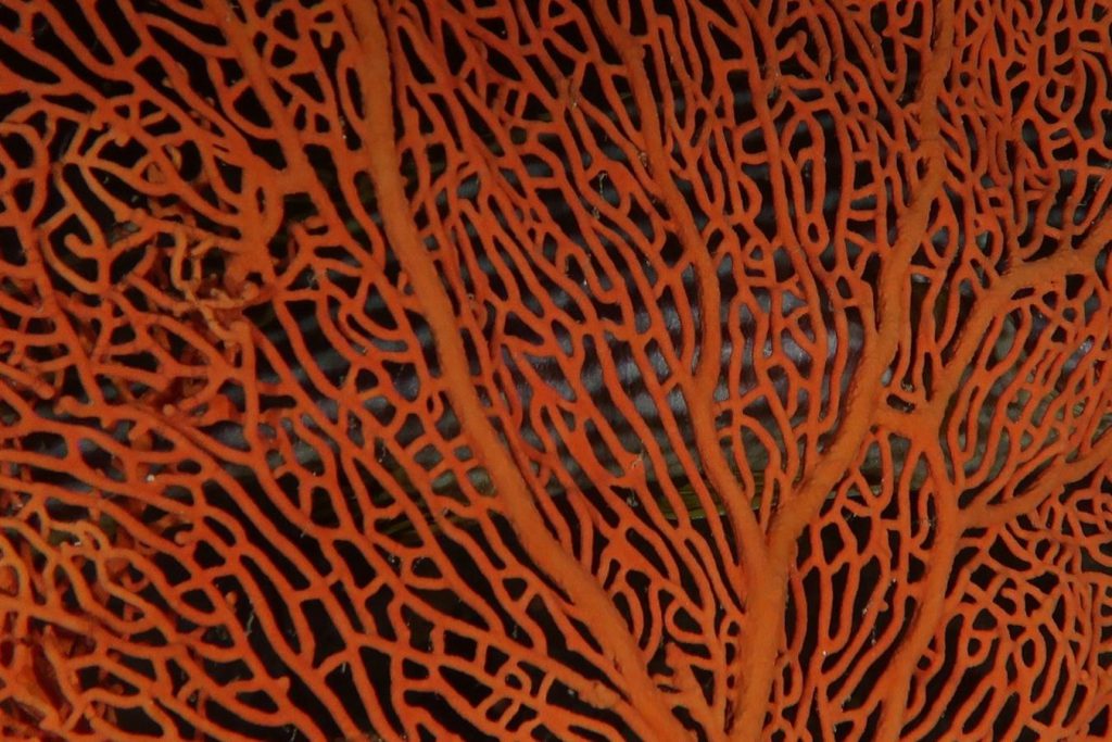 Dettaglio ravvicinato di una gorgonia arancione sulla barriera corallina delle Maldive