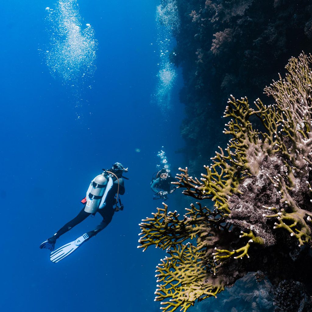 Due subacquei nuotano lungo una profonda parete corallina, con un grande corallo a corna di alce (ramificato) in primo piano.