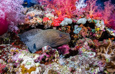 Murena gigante con manto maculato nascosta tra coralli rosa, rossi e bianchi in una barriera corallina tropicale