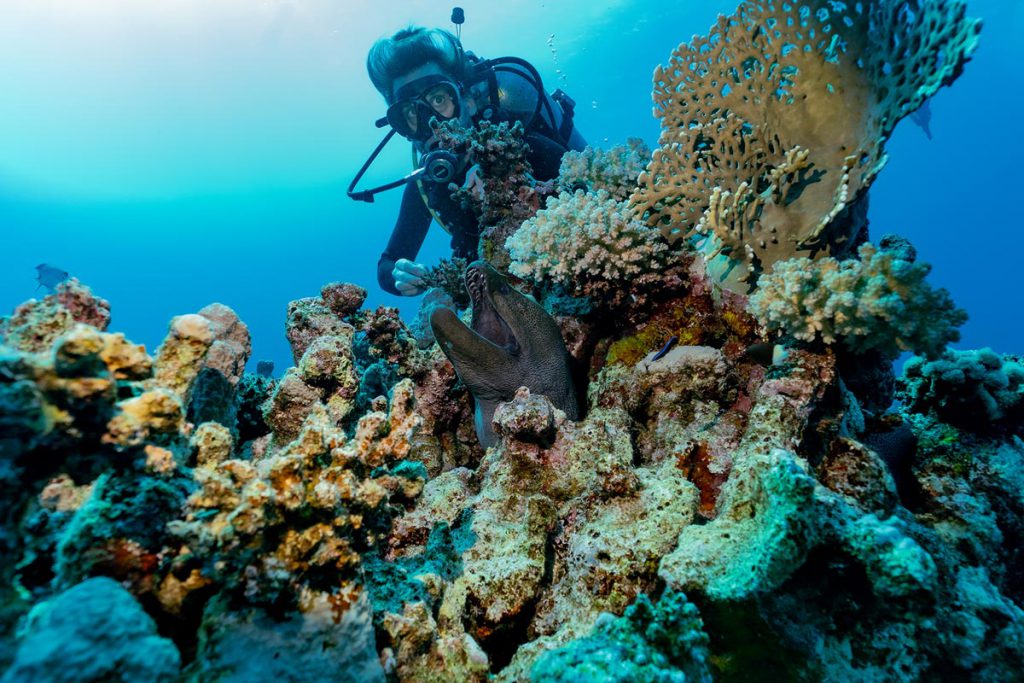 subacqueo Ocenara osserva una murena tra i coralli del Mar Rosso