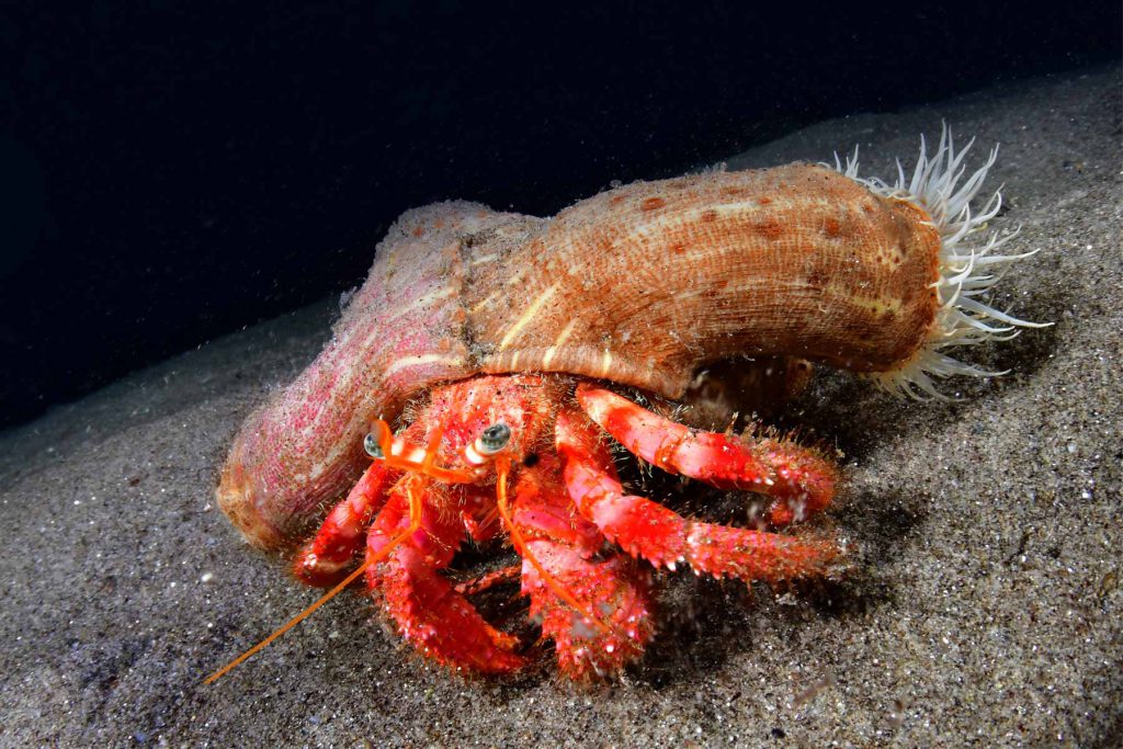 Paguro eremita nel suo guscio