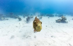 pesce-balestra-mar-rosso