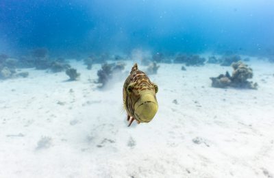 pesce-balestra-mar-rosso
