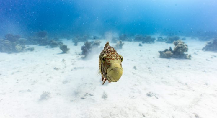 pesce-balestra-mar-rosso