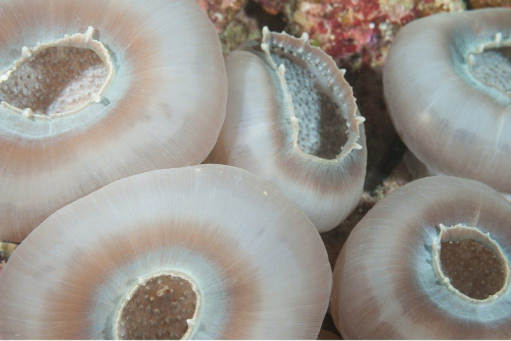 Polipi contratti di un organismo corallino delle Maldive con apertura centrale e tessuto translucido