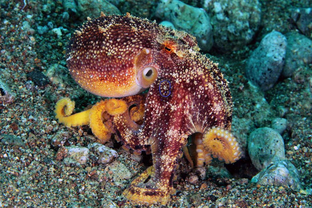 Polpo Mototi (Amphioctopus mototi) mimetizzato sul fondale.