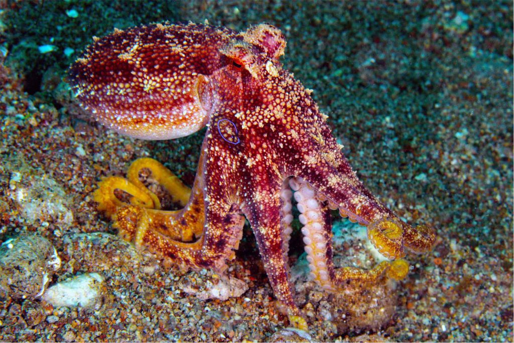 Primo piano ravvicinato di un Polpo dagli anelli blu (Blue-ringed octopus) su un fondale marino sabbioso-ghiaioso.