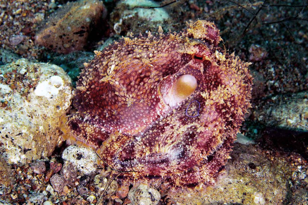 Primo piano di Amphioctopus mototi (Polpo Mototi), con la pelle ruvida e spugnosa, che imita perfettamente la texture delle rocce.