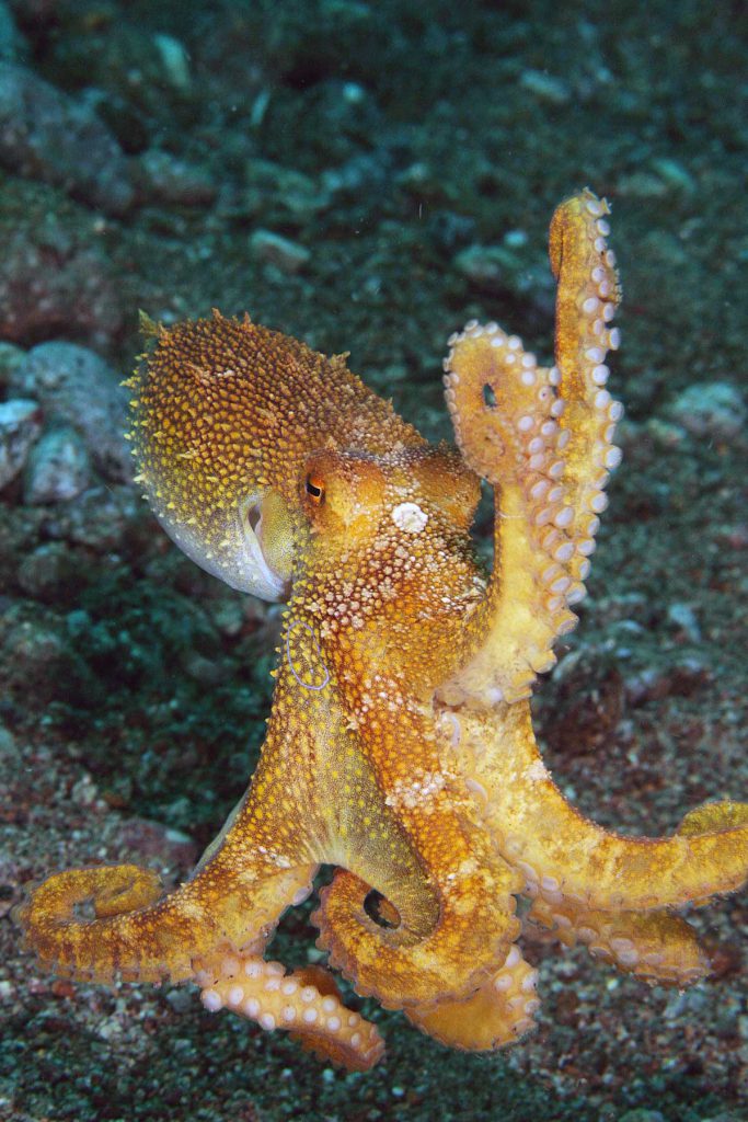 Polpo Mototi giallo primo piano