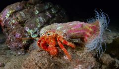 simbiosi paguro e attinia