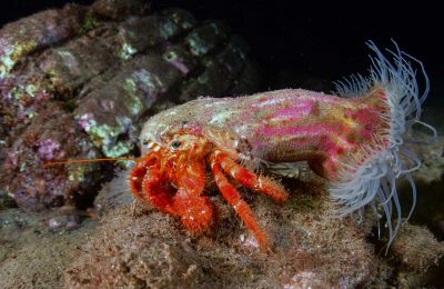 simbiosi paguro e attinia