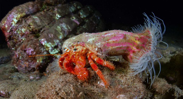 simbiosi paguro e attinia