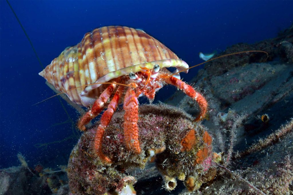 Primo piano di un paguro eremita rosso che emerge da un guscio a spirale rigato mentre si aggrappa a una roccia ricoperta di alghe.