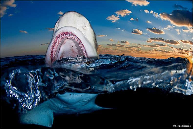 Echi Mare-2025: squalo bianco che salta fuori dall'acqua con la bocca aperta, contro un cielo infuocato al tramonto.