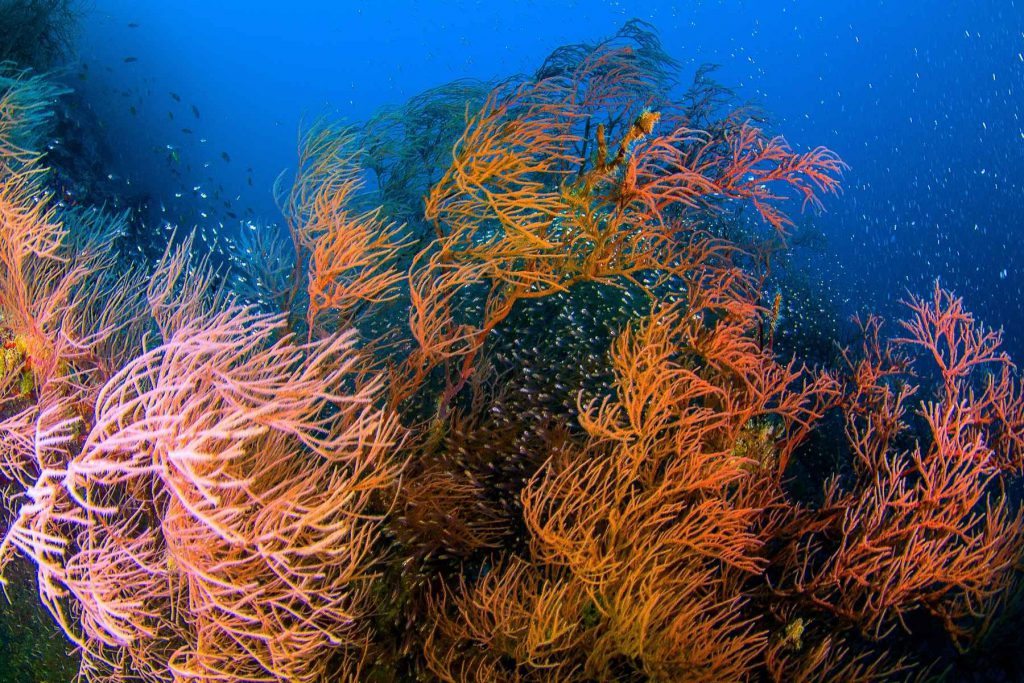 Corallo nero gorgonie