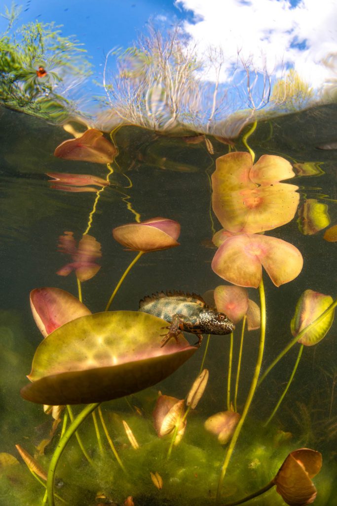 Alessandro Giannaccini – Primo classificato, categoria Acque dolci